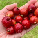 Strawberry Guava Psidium Cattleianum Cattley Guava Live Fruit Tree 12Inch-1Ft