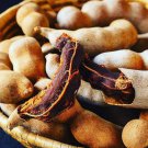 Tamarind Tamarindus Indica Tamarindo Tropical Live Fruit Tree 10 In To 24In Arbol Frutal Vivo