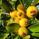 Lemon Guava Psidium Cattleianum Cattley Guava Live Fruit Tree 12Inch-1Ft