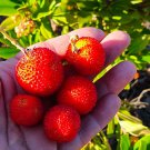 Exotic Madroño Arbutus Unedo Killarney Strawberry Live Fruit Tree 10In To 24In