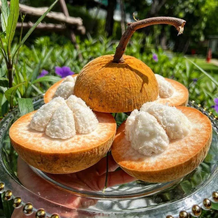 Santol Sandoricum Koetjape Live Fruit Tree 10Inch-24Inch