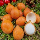 Achachairu Garcinia Humilis Achacha Live Fruit Tree Arbol Frutal Vivo 10-Inch-1Ft
