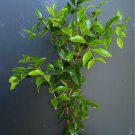 Surinam Cereza Negra Eugenia Uniflora Pitanga Live Fruit Tree 12In To 24In