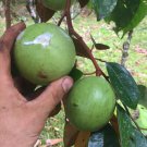 Green Star Apple Chrysophyllum Caimito Live Fruit Tree 12 Inches-1 Ft Exotic Caimito Verde