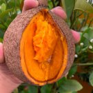 Mammea Americana Mamme Apple Mamey Live Fruit Tree 10In To 24In Mamey Americana