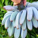 Banana Blue Java Exotic Ornamental Musa Acuminata Live Fruit Tree 10Inch-1Ft Guineo Java Azul