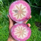 Purple Star Apple Chrysophyllum Caimito Live Fruit Tree 12 Inches-1 Ft Exotic
