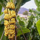 Dwarf Cavendish Banana Dwarf Cavendish Live Fruit Plant 10-Inch-24Inch