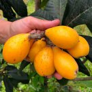 Loquat Eriobotrya Japonica Nispero Japones Live Fruit Tree Japanese Plum 10”Inch-24”