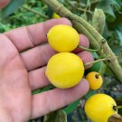 Garcinia Brasiliensis Superior Lemon Drop Mangosteen Live Fruit Tree 10In To 24In