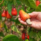 Cashew Anacardiumoccidentale Pajuil Cashew Live Fruit Tree 10 Inches To 24 Inches Anacardo