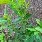 Wax Jambu White Syzygium Jambos Pomarrosa Blanca Fruit Tree 12Inch-18Inch White Wax Jambu