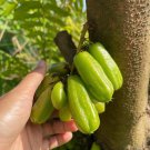 Bilimbi Averrhoa Bilimbi Live Fruit Tree 12-Inch-1Ft Arbol Frutal Vivo De Bilimbi