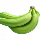 Plantain Musa Paradisiaca Live Fruit Plant Platano 10Inch-18Inch Plátano