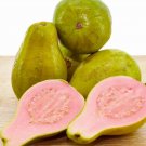Guava Pear Pera Guayaba Psidium Live Fruit Tree 10-Inch-24Inch
