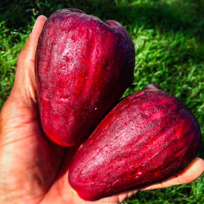 Purple Malay Apple Syzygium Malaccense Fruit Tree Starter Potted Plant Very Rare 12Inch-18Inch