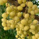 Phyllanthus Acidusotaheite Gooseberry Grosella Live Fruit Tree 10In To 24Inch