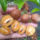 Nispero Manilkara Zapota Chicozapote Live Fruit Tree Arbol Frutal Vivo 12 Inch-1Ft Sapodilla
