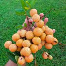 Longan Dimocarpus Longan Dragon Eye Tropical Live Fruit Tree 10In To 24In Arbol Frutal Vivo