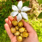 Blackberry Jam Randia Formosa Live Fruit Tree 10In To 24 Inches