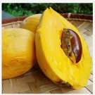 Canistel Amarillo Zapote Egg Fruit Pouteria Campechiana Live Fruit Tree 10In To 24In