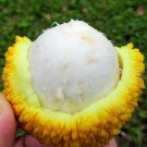 Bacupari Bacurizinho Garcinia Acuminata Mangosteen Live Fruit Tree 18Inch-24Inch