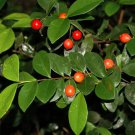 Eugenia Reinwardtiana Planta De Cerezo De Cedar Bay Live Fruit Tree 10In To 24In