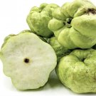 Indonesian Guava Guava Psidium Guava Indonesia Live Fruit Very Rare Tree 10Inch-1Ft