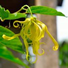 Ylang-Ylang Anonáceas Cananga Odorata Live Tree 10-Inch24Inch Arbol Vivo