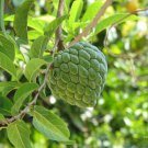 Sugar Apple Annona Squamosa Live Tropical Fruit Tree 12 Inch 2 Feet Live Tree