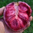 Red Custard Apple Annona Reticulta 12Inch 24Inch Exotic Live Tropical Fruit Tree