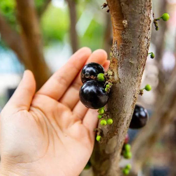Purple Jaboticaba Exotic Live Fruit Tree Pliniacauliflora Arbol Frutal Vivo De Jaboticaba Violeta