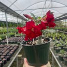 Grafted Desert Red Adenium Obesum Live Tree Flower 10 Inches-1 Ft Flor Del Desierto Roja
