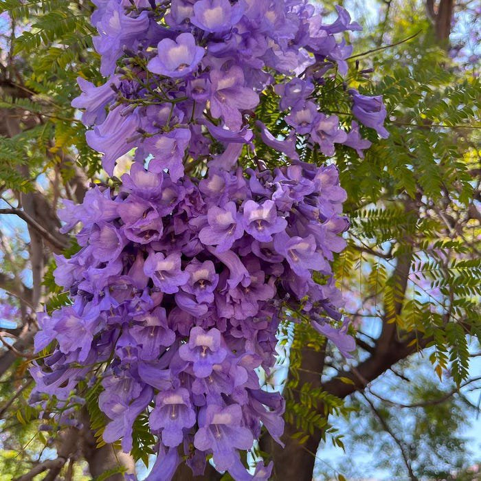 Jacaranda Jacaranda Mimosifolia Live Tree 10In To 24In