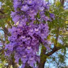 Jacaranda Jacaranda Mimosifolia Live Tree 10In To 24In
