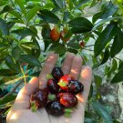 Cherry Rio Grande Eugenia Involucrata Live Fruit Tree 10In To 24 In