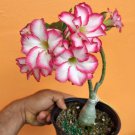 Grafted Desert Rose Double Nouble Adenium Obesum Live Tree Flower 10 Inches-1 Ft