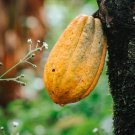 Big Cacao Yellow Theobroma Cacao Live Tropical Tree 2-3Ft Inches Chocolate Cacao