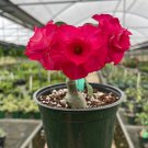 Grafted Desert Pink Adenium Obesum Live Tree Flower 10 Inches-1 Ft Flor Del Desierto Fusha