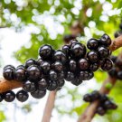 Jaboticaba Plinia Cauliflora Sabara Brazilian Grape Live Fruit Tree Jabuticaba 10In To 24In