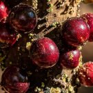 Escarlate Hybrid Jabotica Scarlet Plinia Brazilian Grape Live Fruit Tree 10In To 24In