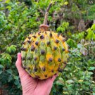Rollinia Annona Mucosa Live Fruit Tree 10Inch-1Ft