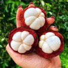 Mangosteen Garcinia Mangostana Mangostan Live Fruit Tree 10In To 24In
