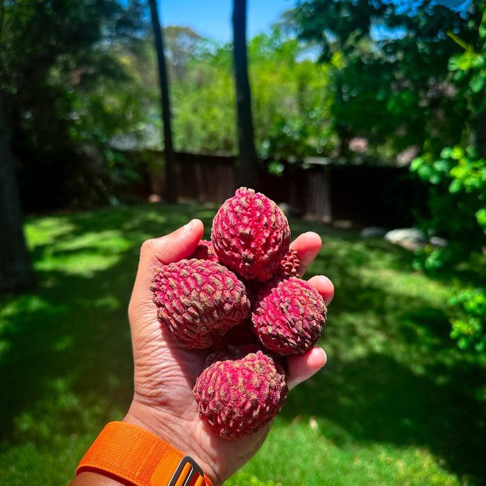 Lychee Litchi Chinensis Lichi Live Fruit Tree 10In To 24In