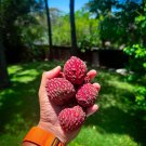 Lychee Litchi Chinensis Lichi Live Fruit Tree 10In To 24In