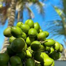 Big Spanish Lime Genip Guinep Ginepa Limoncillo Mamoncillo Melicoccus Bijugatus Live Fruit Tree 2-3F