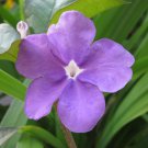 Brunfelsia Pauciflora Solanaceae Live Plant Tree 14 In To 28In