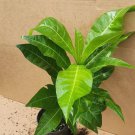 Fiji Nut Barringtonia Edulis Nuez Fiji Live Fruit Tree 12 In To 24In