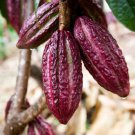 Big Vaina Roja Theobroma Cacao Cacao Chocolate Live Fruit Tree 2-3Ft