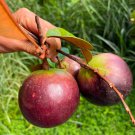 Big Purple Star Apple Chrysophyllum Caimito Live Fruit Tree 2-3Ft